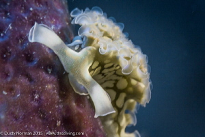 "Ruffles"
A Lettuce Sea Slug on a Rope Sponge. by Dusty Norman 